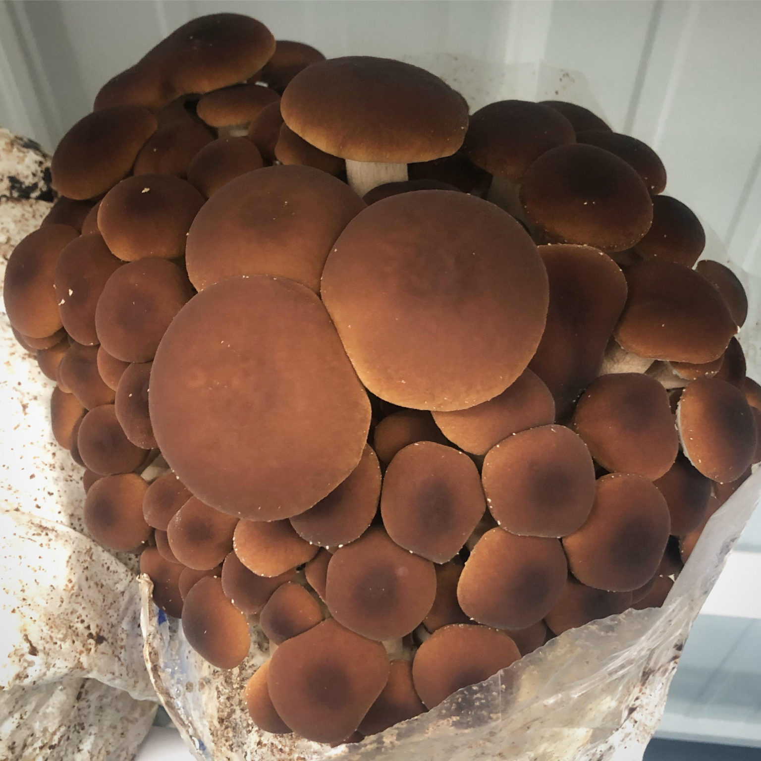 Mushrooms – Rebel Rooster Farm